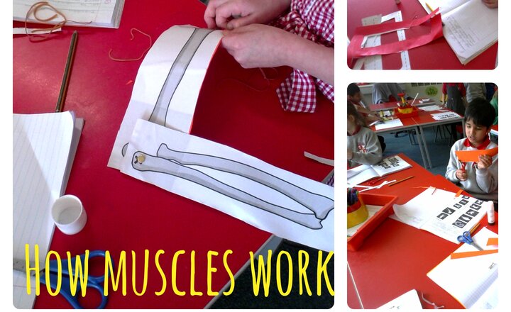 Image of Year 3 - Science- Learning how Muscles Work.