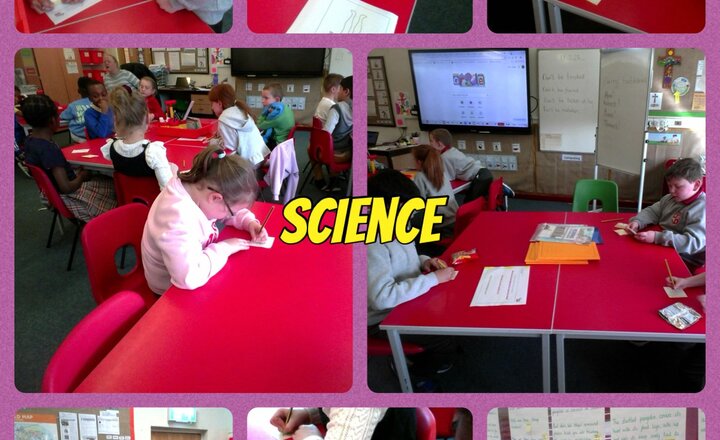 Image of Year 3 - Science - Animals including Humans